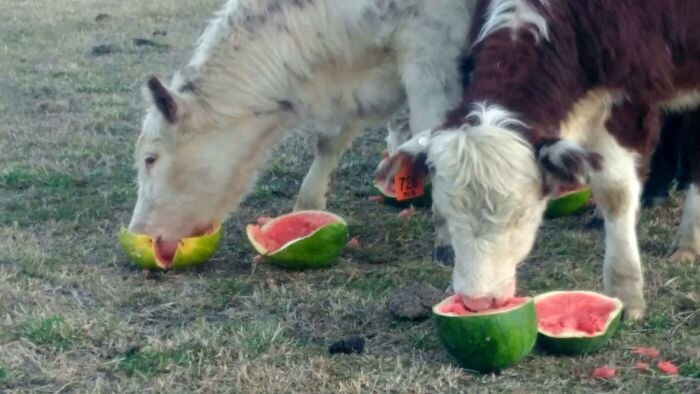 petani memakan semangka