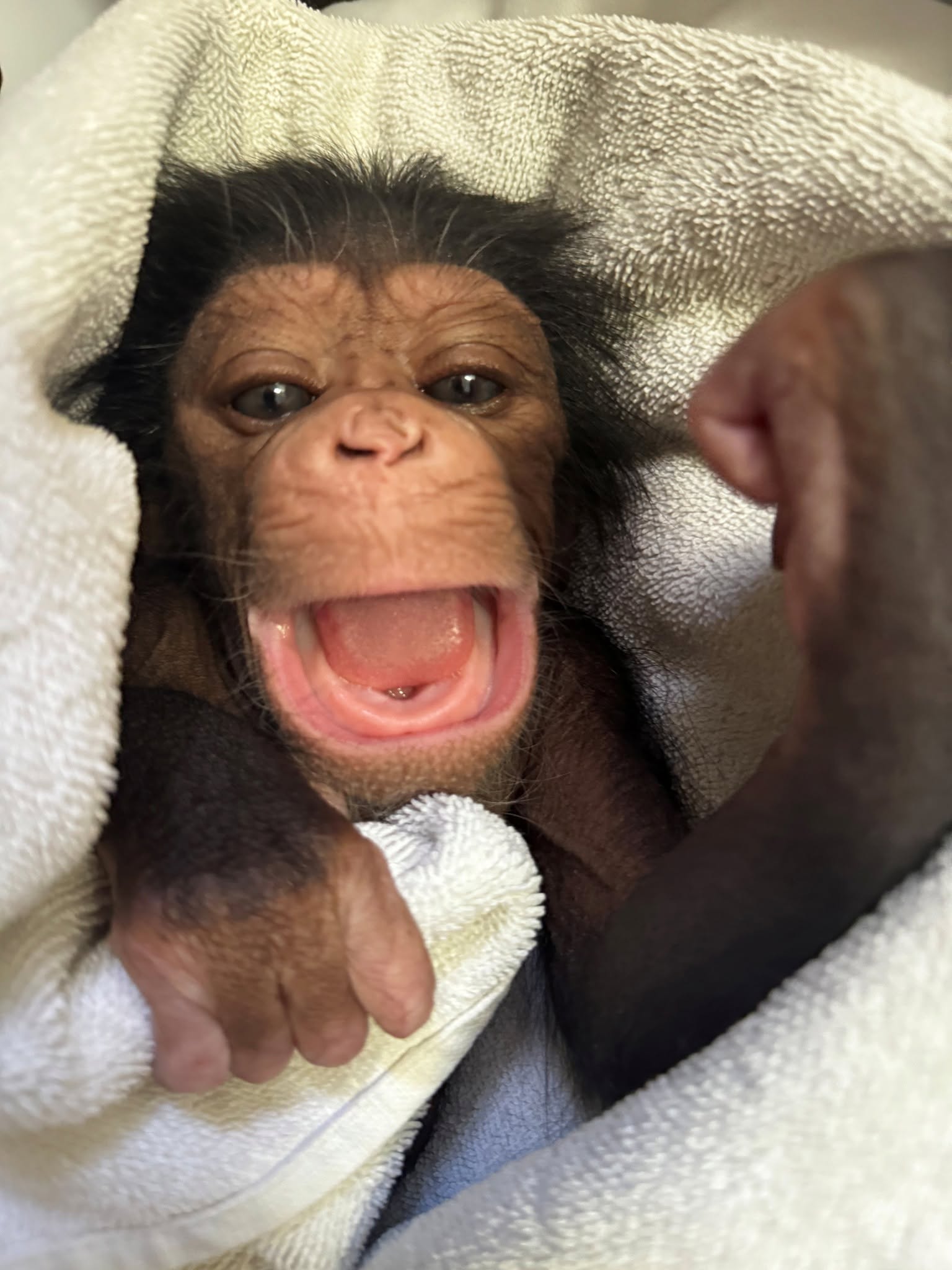 A baby chimpanzee tucked in a white towel has it's mouth open wide. 