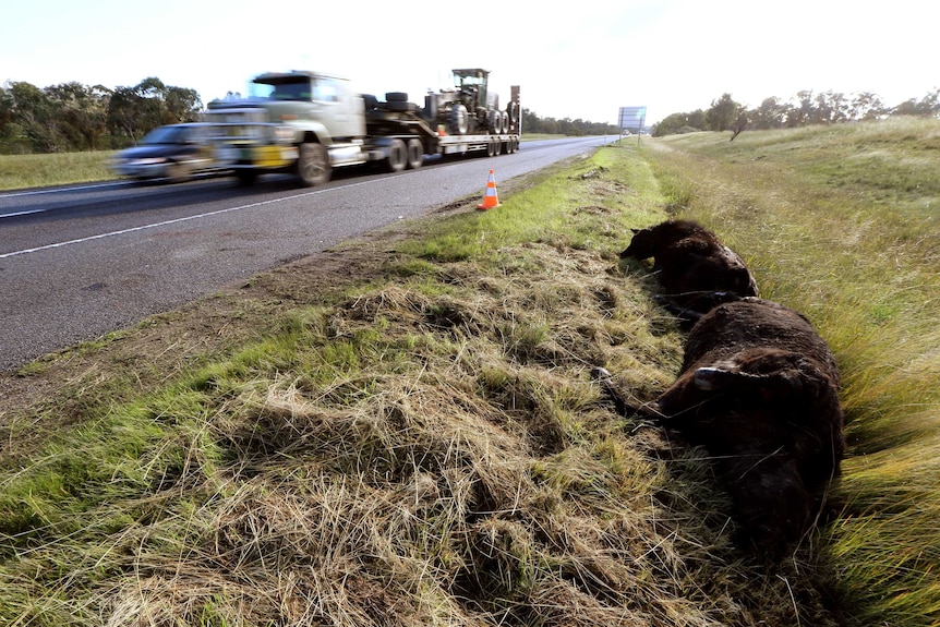 Dead cow beside Hume Freeway near Glenrowan, Victoria