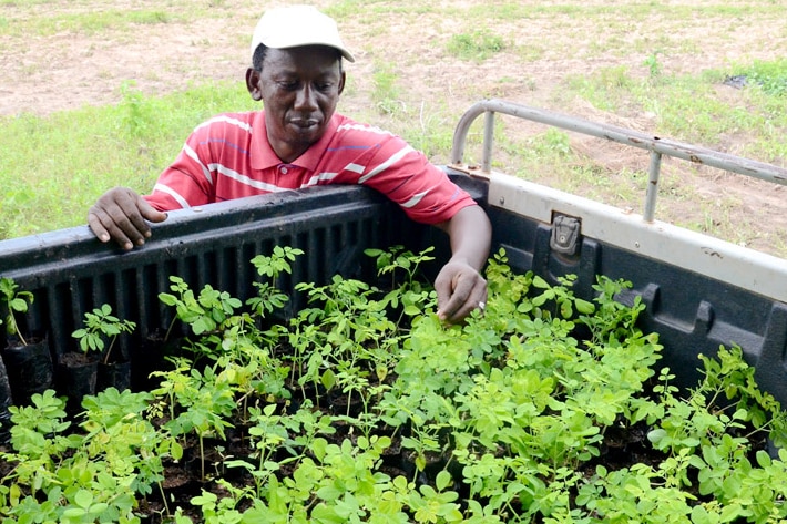 Moringa producer Mamadou Barry with some of his saplings in Kolda, Senegal.