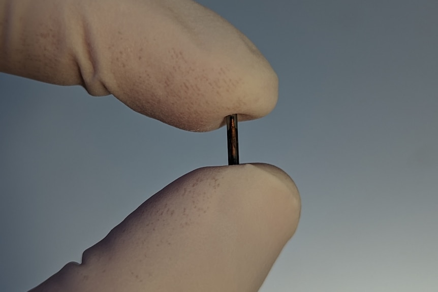 Two gloved fingers hold a tiny tube containing a microchip before it is put into an animal