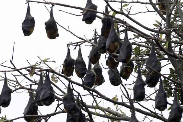 Bat invasion prompts fears for students at Upper Hunter school - ABC News