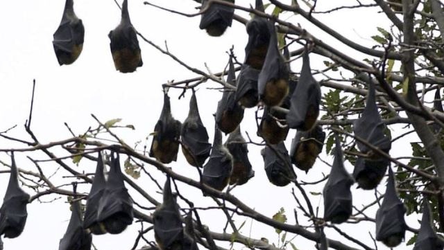 Flying foxes shelter from the rain
