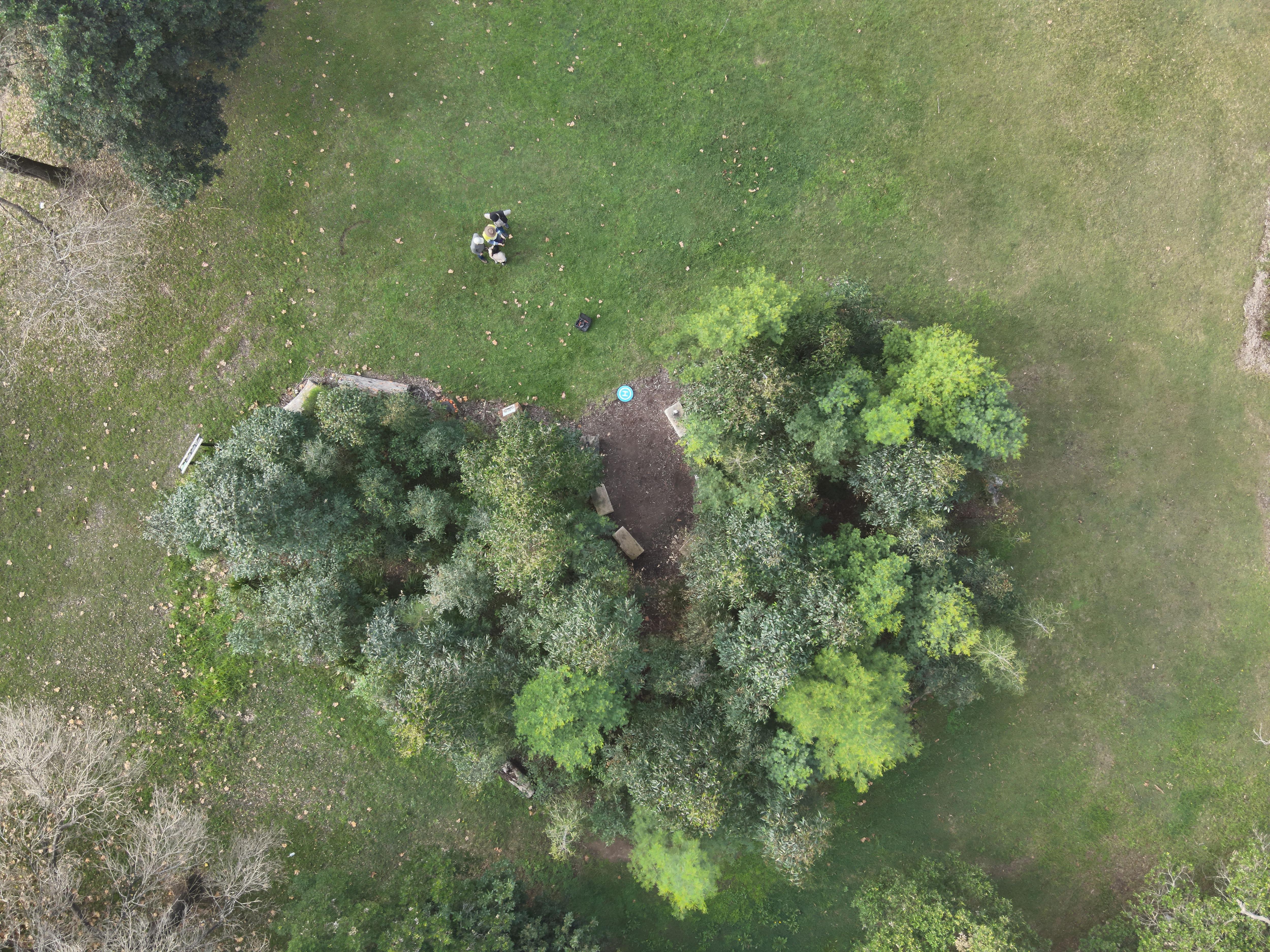 Green Revolution: Sydney Embraces 'Tiny Forests' to Reinvigorate Urban Canopy