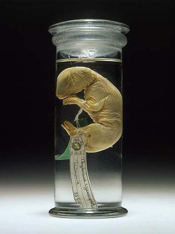 A Tasmanian tiger pup preserved in alcohol.