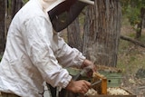 David Leyland lifts frames from his bee hives