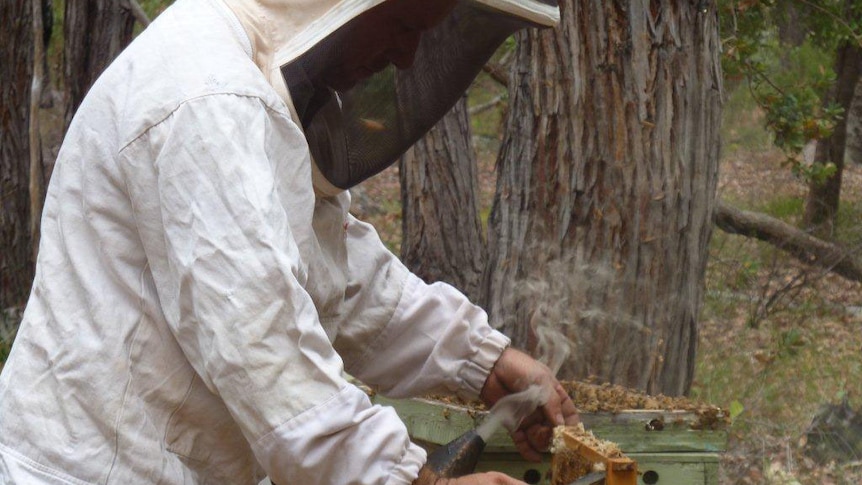 David Leyland lifts frames from his bee hives