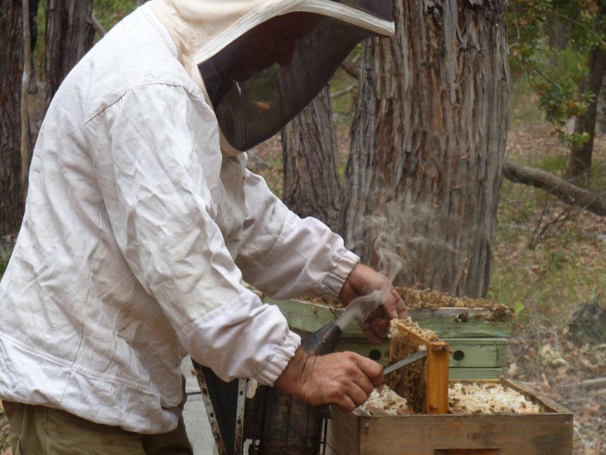 David Leyland lifts frames from his bee hives