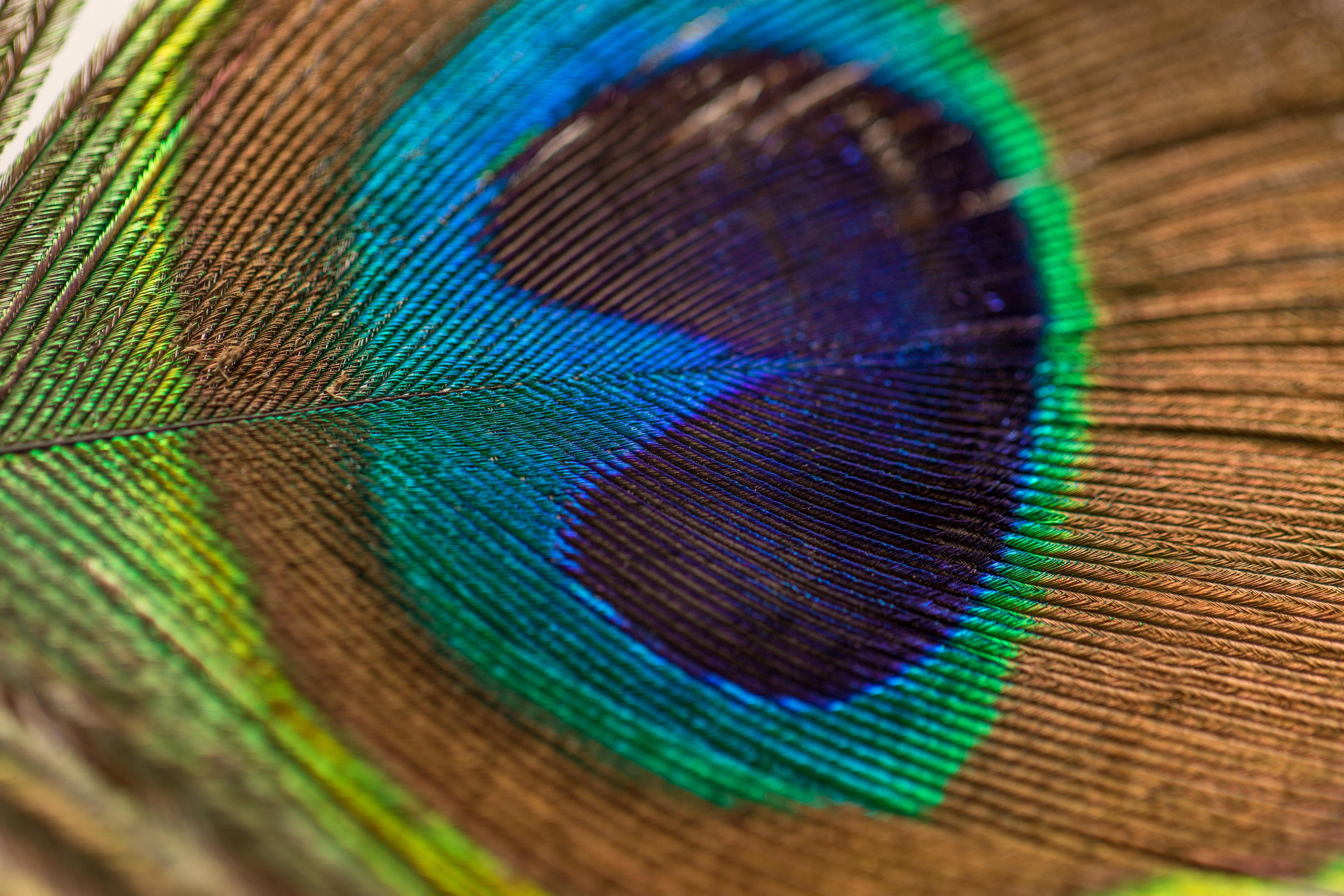 Close up of a peacock feather