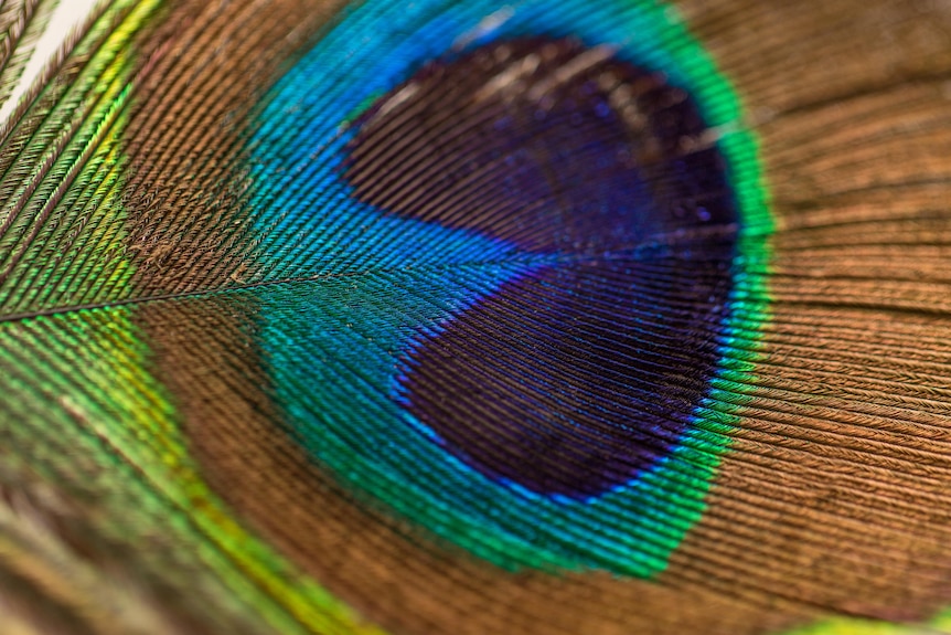 Close up of a peacock feather