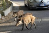 White and brown wild boars cross in front of traffic in Rome 
