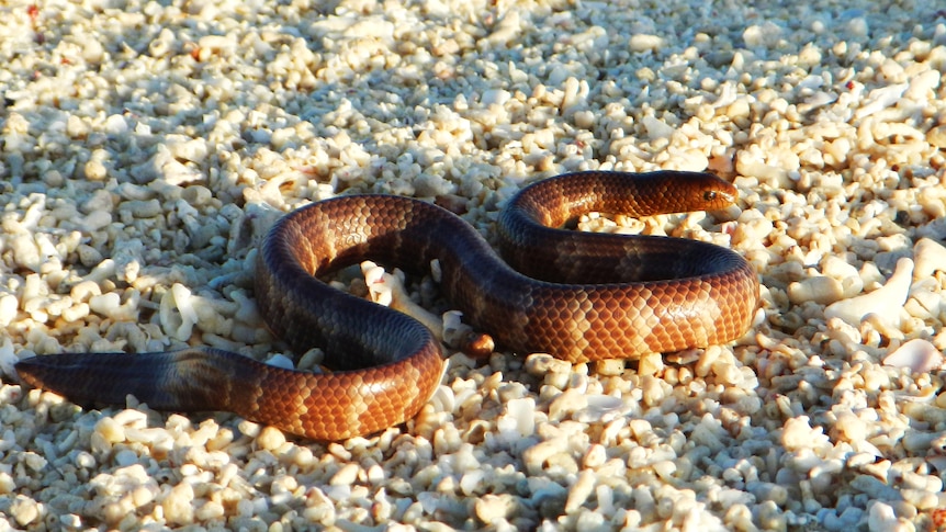 A brown and light brown banded snake underwater on a bed of small white rocks