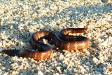 A brown and light brown banded snake underwater on a bed of small white rocks