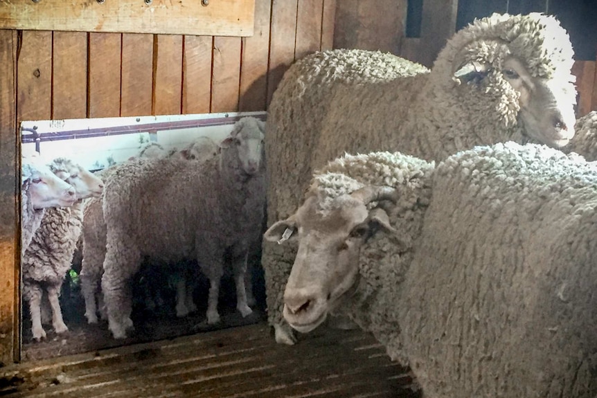 A life-sized photos of a merino on the wall of a wool shed catching pen, with two real sheep standing next to it.