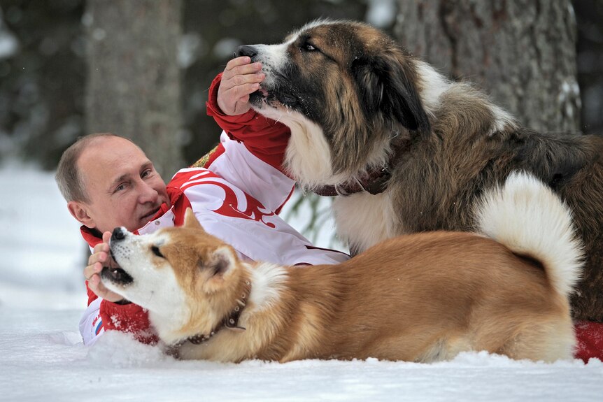 Vladimir Putin lies down in snow, cuddling with two dogs 