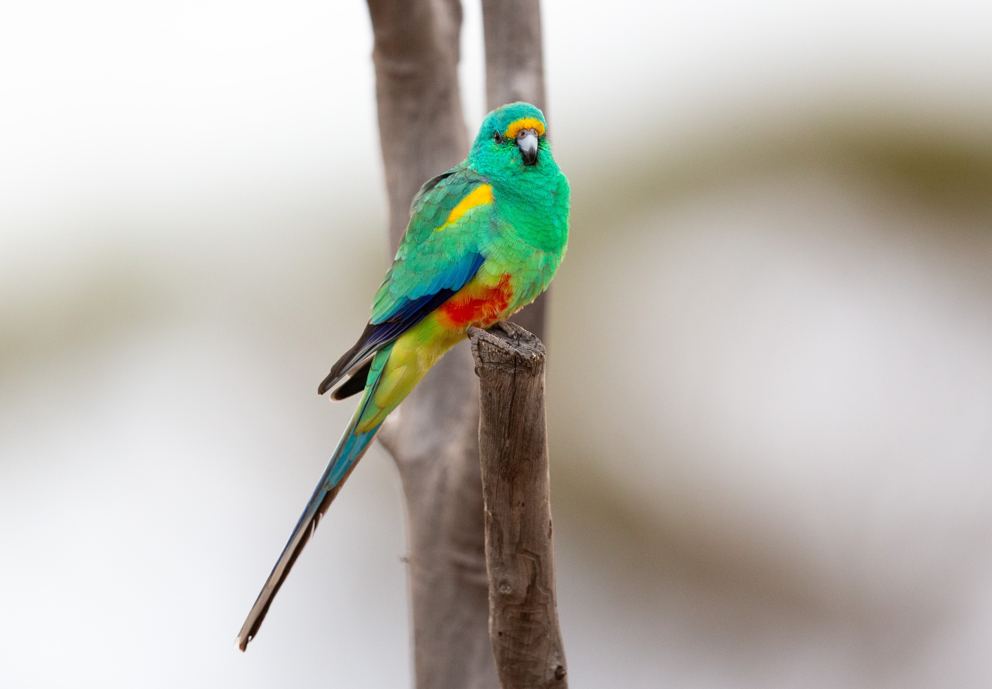 Green parrot with red belly and yellow highlights.