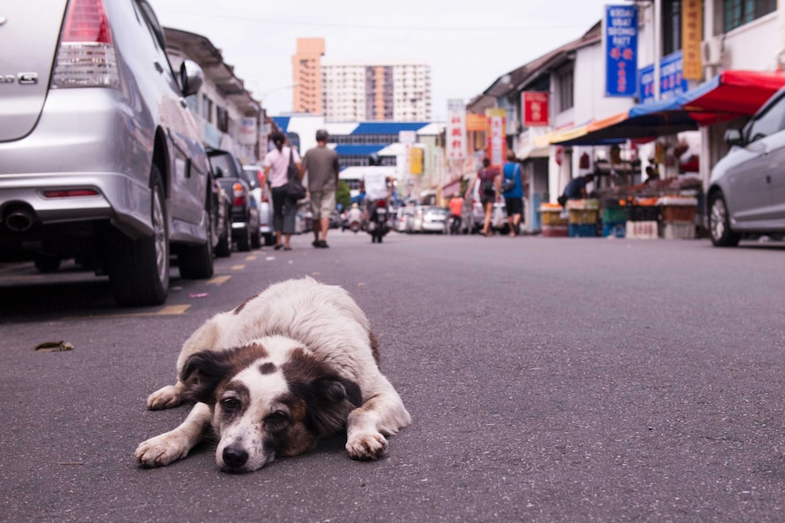 A stray dog lying on a street in Malaysia. Parked cars and a cityscape are seen in the background.