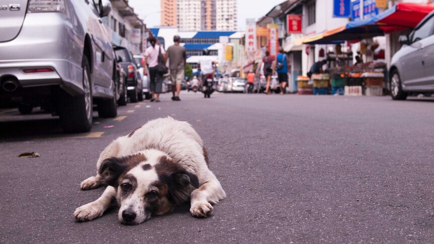 A stray dog lying on a street in Malaysia. Parked cars and a cityscape are seen in the background.