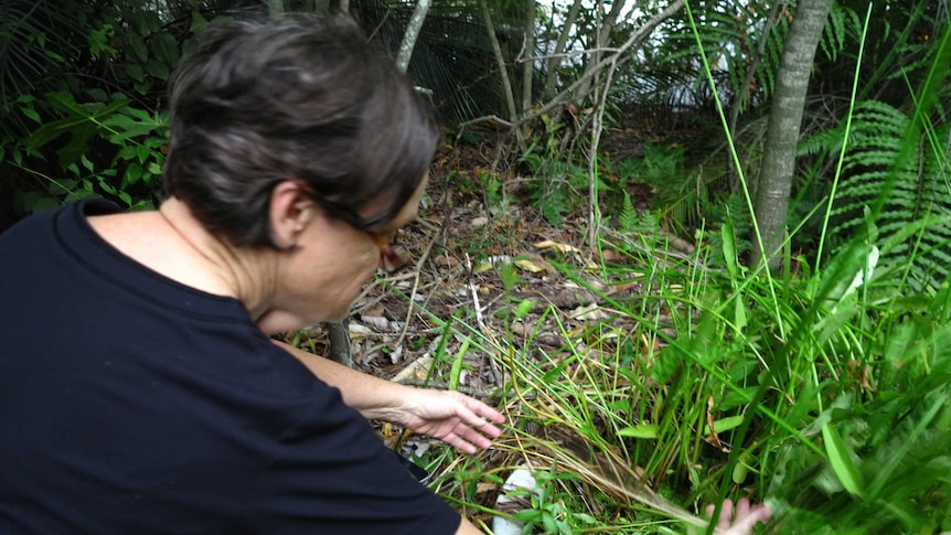 Gardener Helen Schwencke looking for butterfly traces