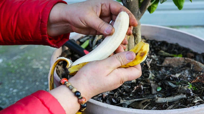 Hands peeling a banana in front of citrus tree trunk. A process shot of gardening to grow fruit and vegetables.