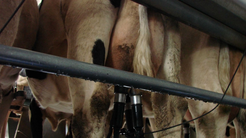 A close up of a cow being milked.