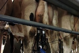 Dairy cow, with cow being milked