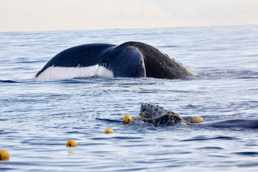 A whale calf caught in a shark net with mother whale swimming nearby.