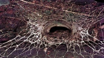 The opening to a funnel-web spider's web.
