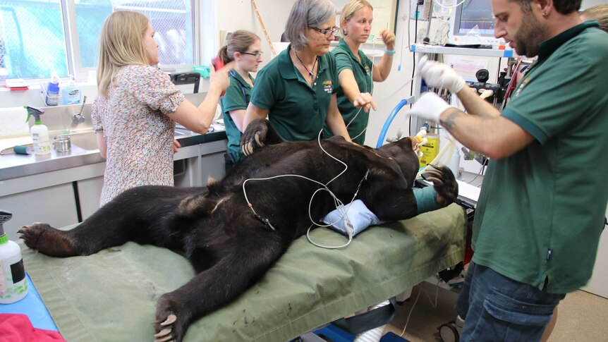 A bear lays flat on an operating table as staff and specialists connect tubes to his mouth.