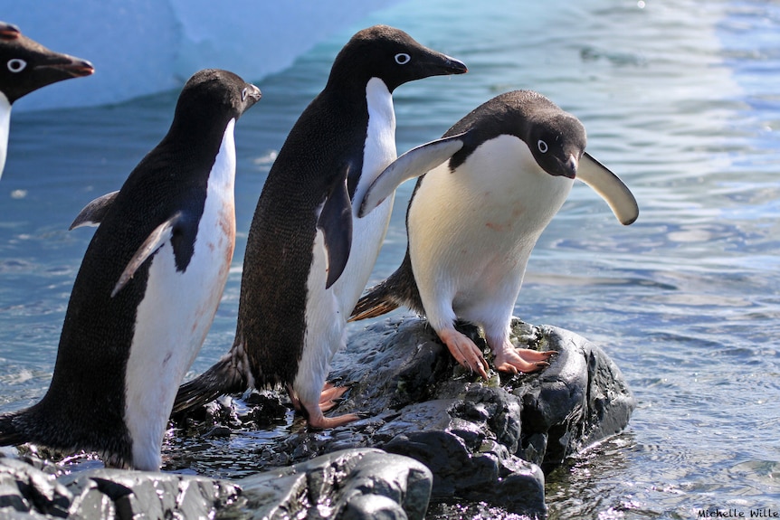 A trio of Adelie penguins standing on a rock.