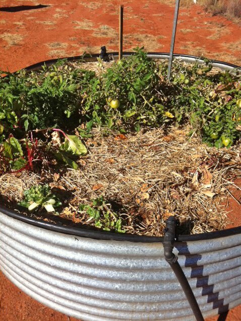 APY food gardens not working, claims Greens MP