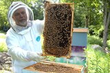 A man holding a rack from a bee hive.