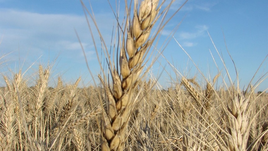 Grain prices surge