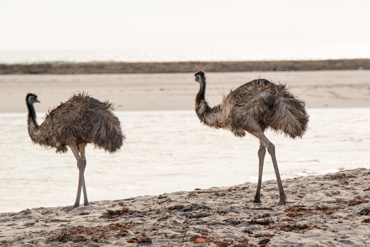 Two emus standing on a sand bank next to a body of water