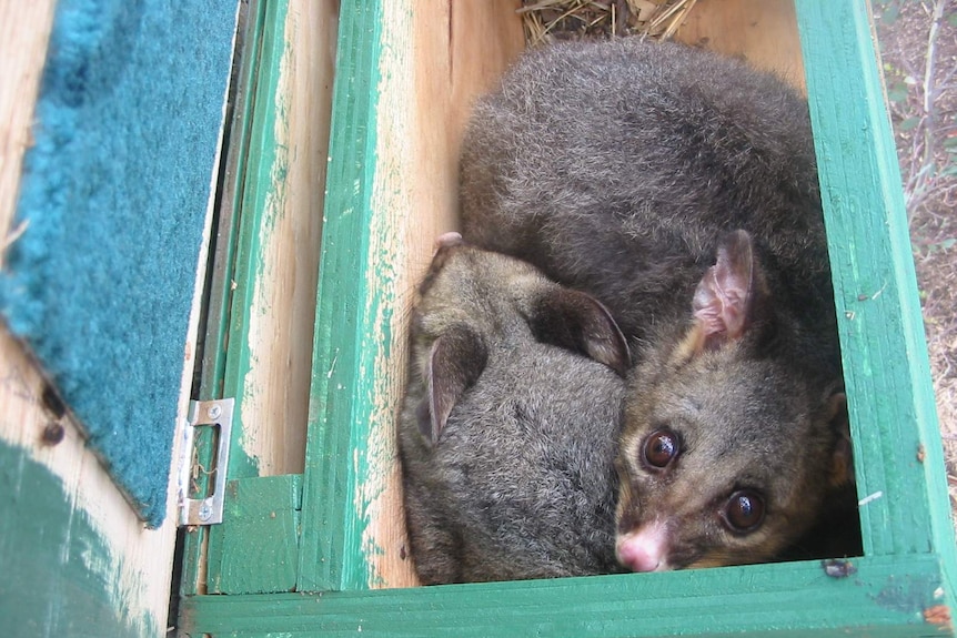 A family of possums huddled in a wooden box