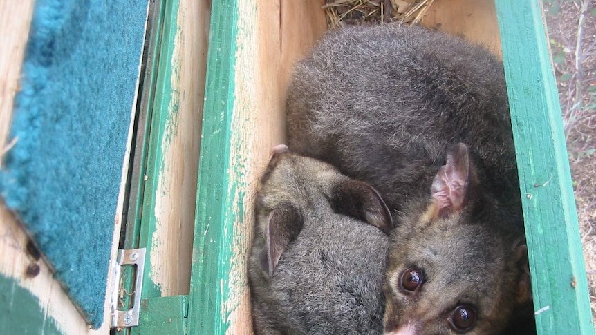 A family of possums huddled in a wooden box