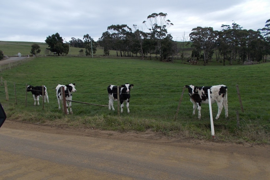 Four small calves in a paddock at a dairy in Bream Creek in southern Tasmania looking at the camera