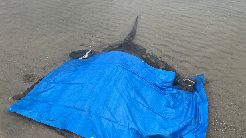 A dead stingray on the shore with blue tarp over it.