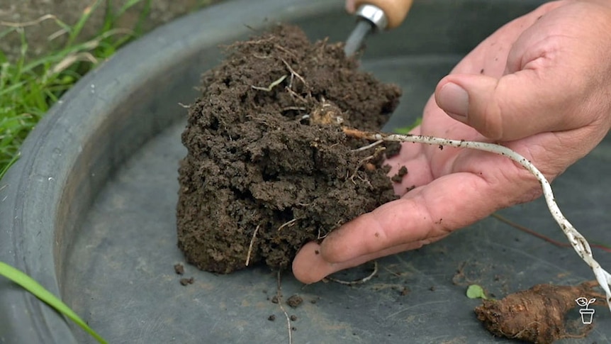 A weed with roots and soil being placed in a dish.