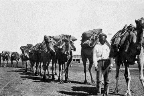 Tall man stands next to a herd of camels in an outback town.