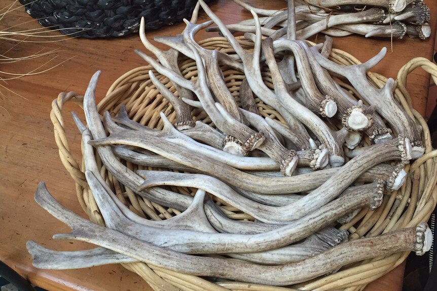 Lots of antlers lying in a basket on a table