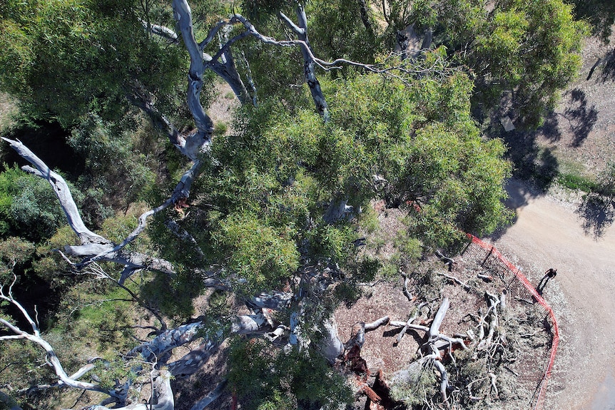 An aerial shot looking down at a large tree with fallen limbs on the ground and a man standing behind an orange safety barrier.