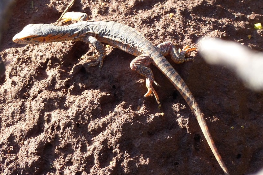 A Rosenberg's Monitor hatchling emerging from a termite mound.