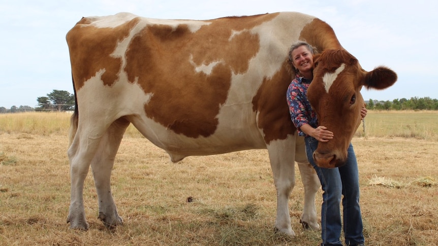 Joanne Vine with Big Moo.