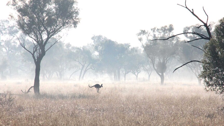 Lone kangaroo in scrub