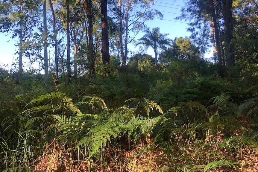 A green fern growing in the wild with taller, large trees behind it.