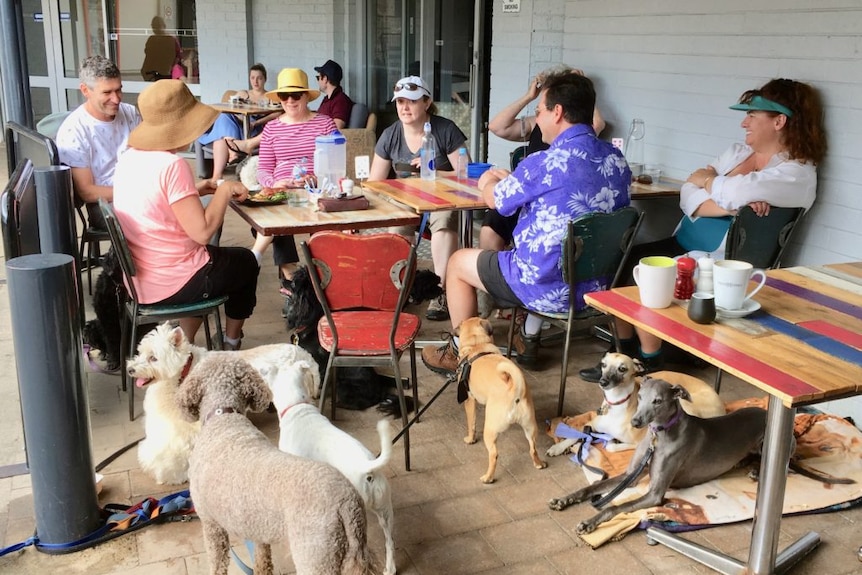 Dogs with owners in cafe