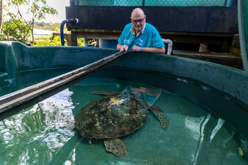 A man in a blue shirt watches a turtle swimming in a pool