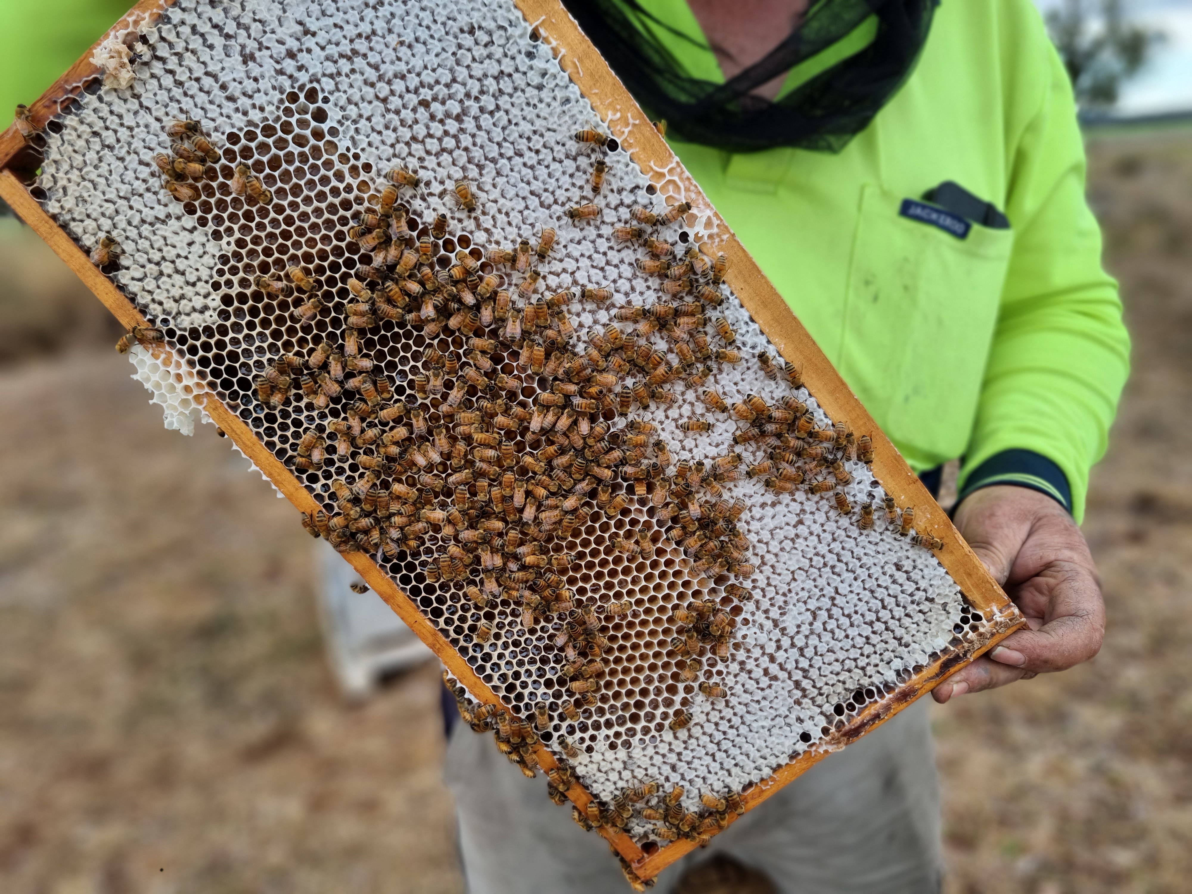 A man holds a frame from a bee hive and the bees crawl on it