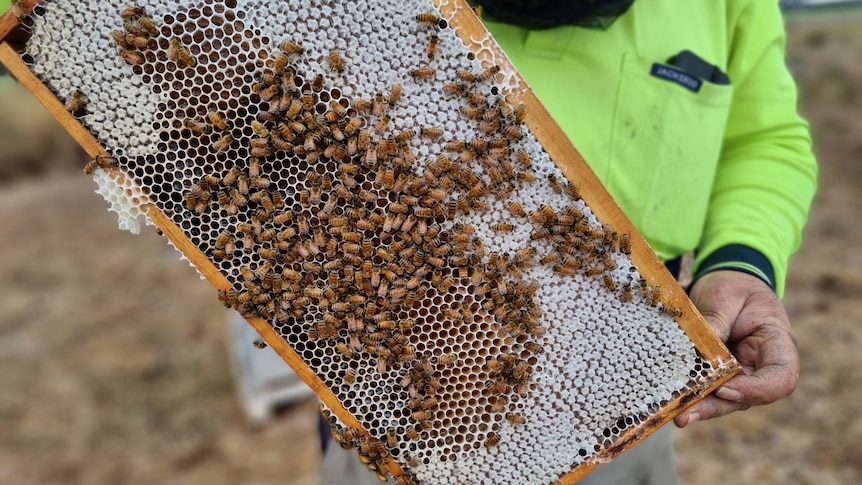 A man holds a frame from a bee hive and the bees crawl on it